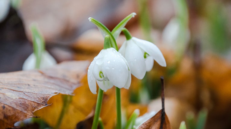 Close up of snowdrops at Attingham Park, Shropshire